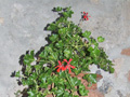 B&B La Sentinella - I fiori