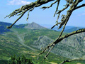 Il Pollino - Pino loricato