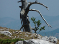 Il Pollino - Pino loricato (fossile)