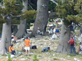 Il Pollino - Pino loricato (Serra Crispo)