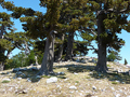 Il Pollino - Pino loricato (Serra Crispo)