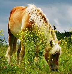 equitazione