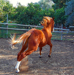 equitazione