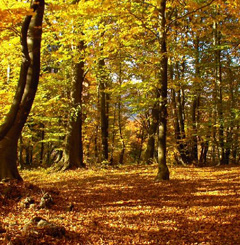 Parco del Pollino